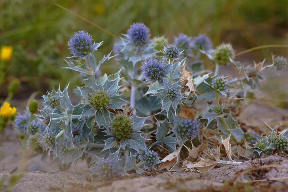 Фотокаталог растений: Колючник Биберштейна (Carlina biebersteinii)
