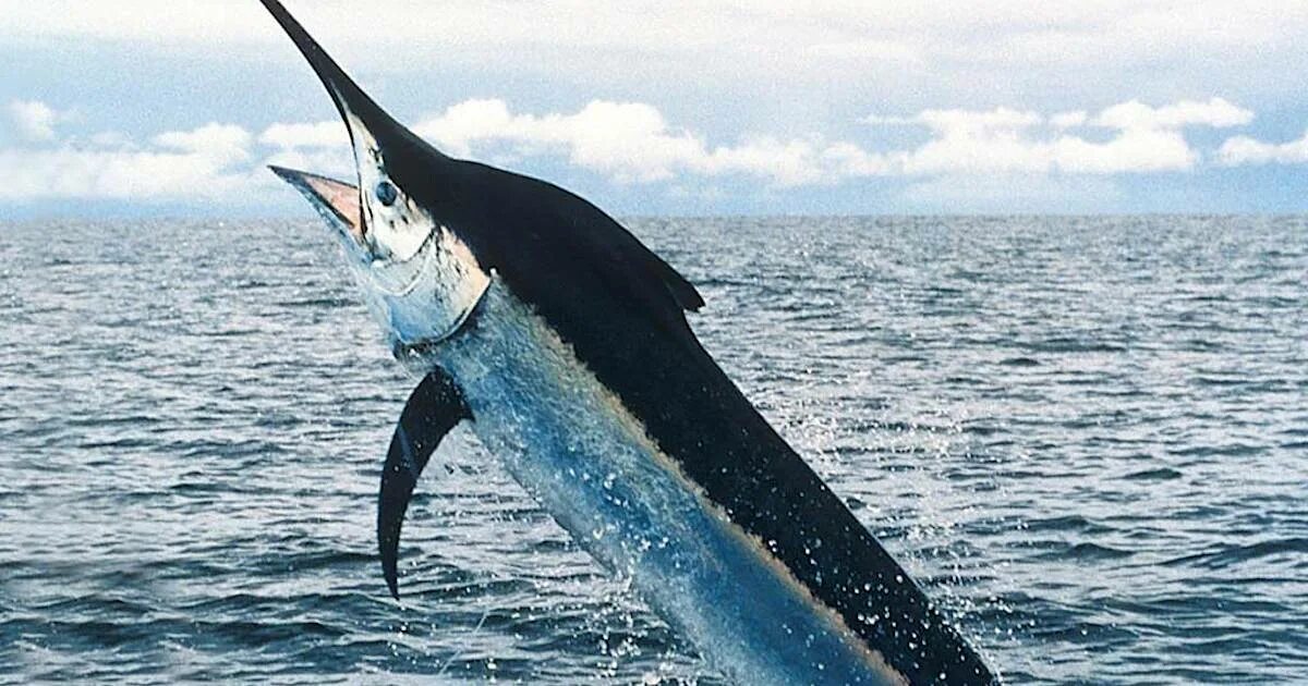Как выглядит рыба марлен Прошиваем Marlin v1.1.6 в Anet A8 (A6)