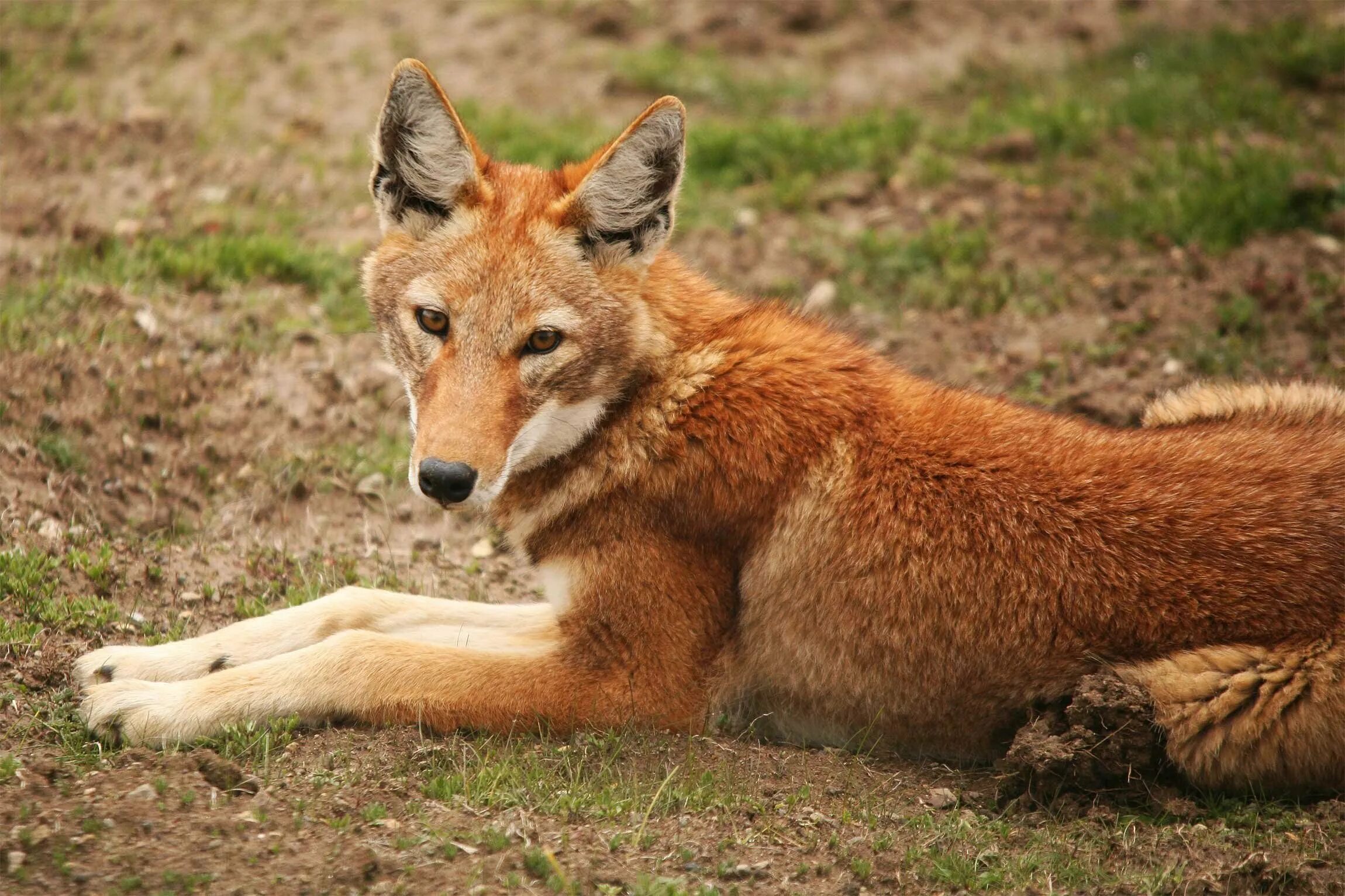 Эфиопский шакал. Эфиопский шакал (canis simensis). ethiopian wolf. canis simensis. эфиопский гривистый волк.