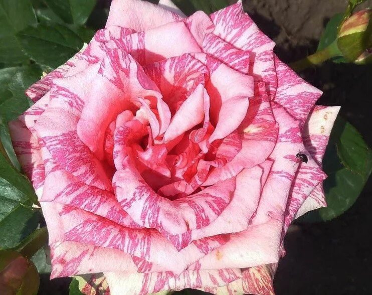 Чайно-гибридные розы пинк интуишн (pink intuition). Чайно гибридная пинк. Чайно гибридная пинк. Чайно-гибридные розы пинк интуишн (pink intuition). Чайно гибридная пинк.