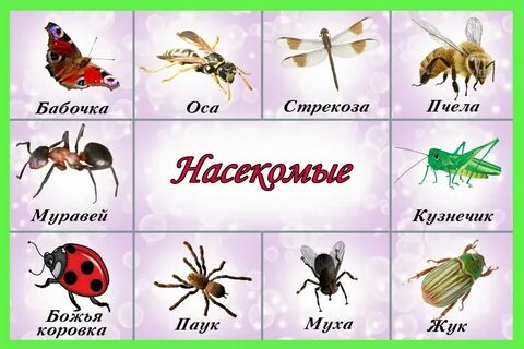 Картинки Насекомых Для Детей Детского - Telegraph