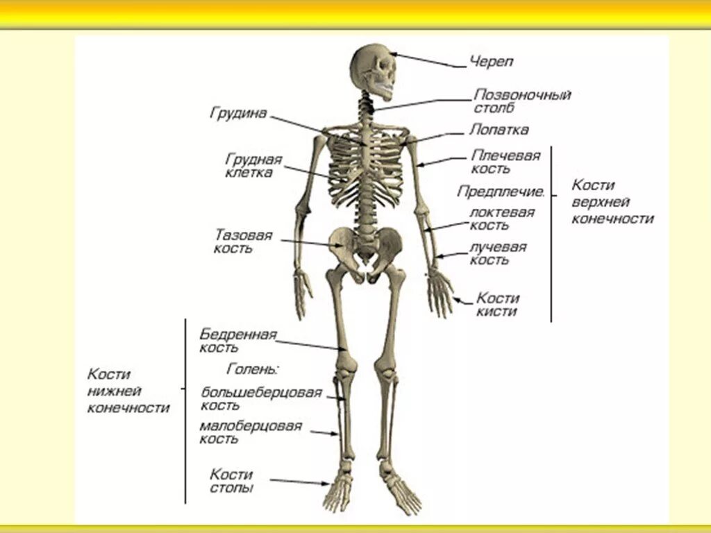 Кости человека 4 класс окружающий мир. Система костей человека скелет. Костная система человека схема. Строение скелета биология. Отдел скелета название костей.