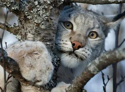 Кошка на дереве что делать