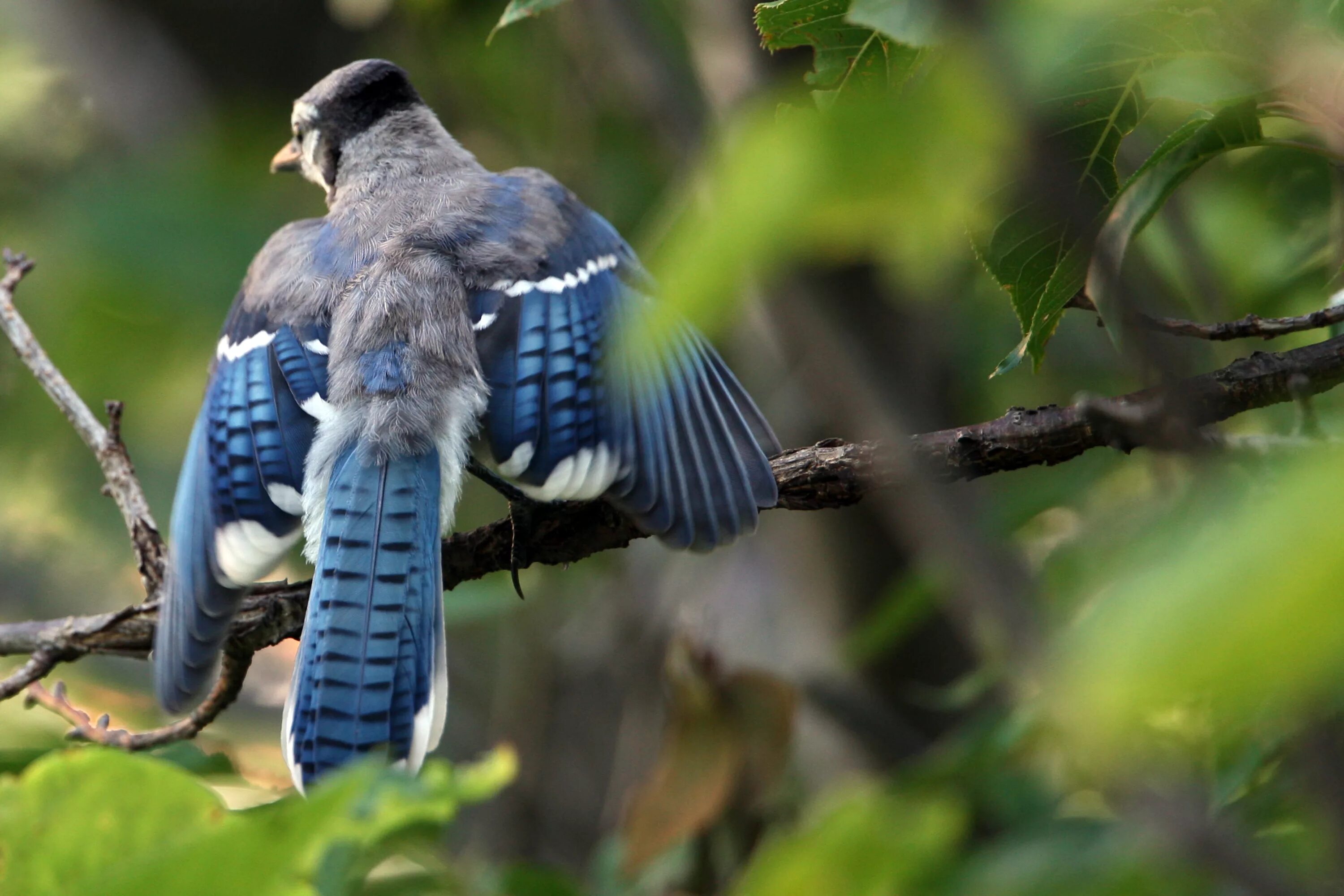 Full bird. Cyanocitta cristata. Синяя Сойка. Красивые птицы. Птички фото.