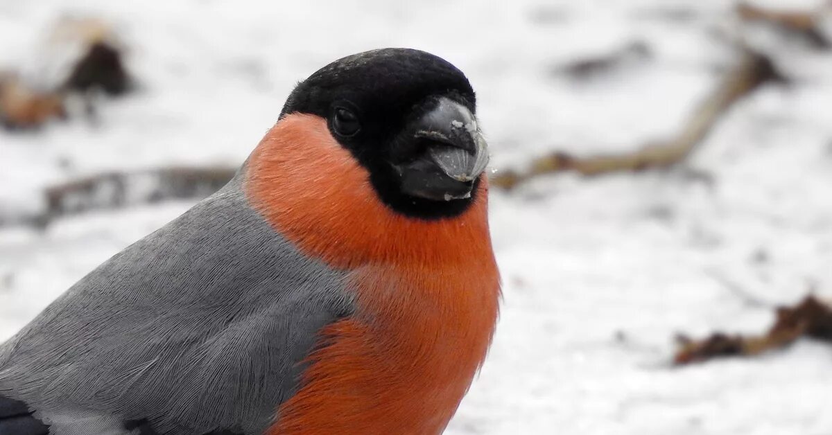 Снегирь. Снегири. Снегирьки. Bullfinch авы. Снегирь значение птицы