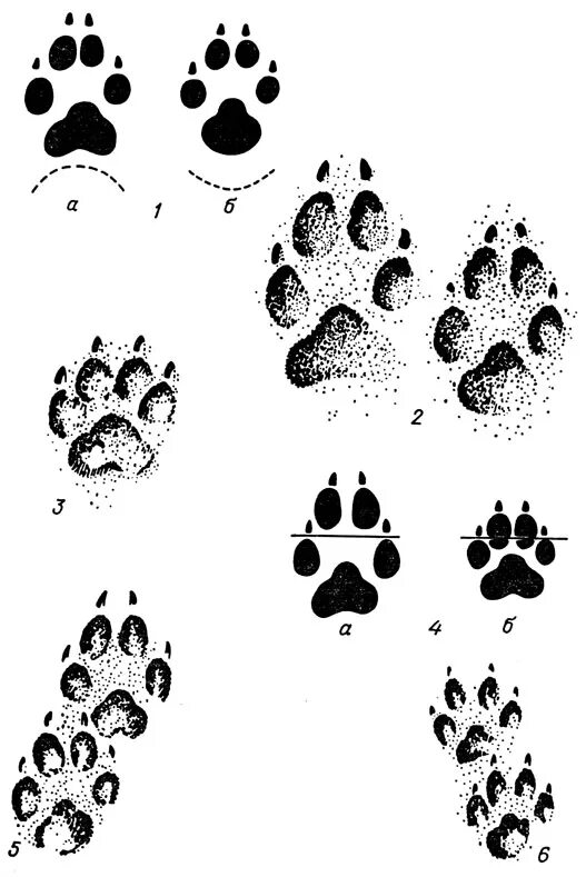 След волка. Отпечаток следа лапы волка. Следы собаки волка лисы. Лапа волка и лапа собаки. След волка и собаки.