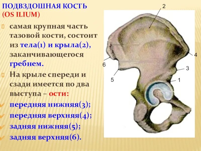 Подвздошная кость гребень. Подвздошная кость гребень кости. Подвздошная кость анатомия человека. Подвздошная кость вид спереди.