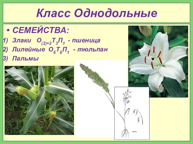 овощной лук семейства лилейных. саранка клубни. семейство луковые однодольные. луковицы амазонской лилии. лилейные растения луковицы.