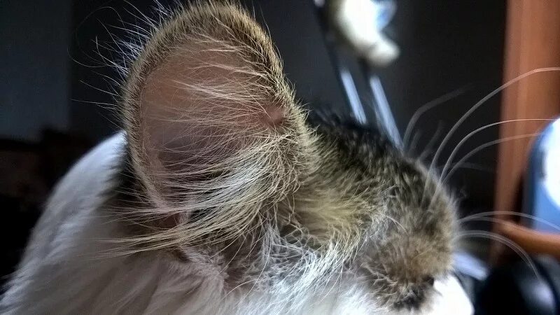 Почему чернеют уши. Уши кота. Поверхность ушной раковины у кошек.