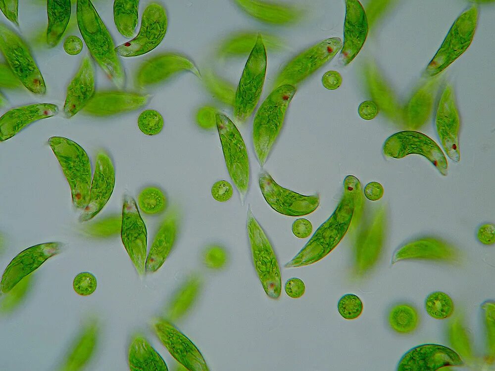 одноклеточные водоросли эвглена зеленая. эвглена зеленая водоросль. Euglena spirogyra. эвглена зеленая под микроскопом. эвглена виридис.