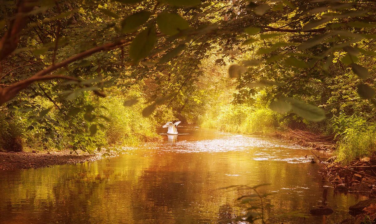 рассвет на озере. лес речка солнце. летняя природа. закат на реке. рассвет в лесу.