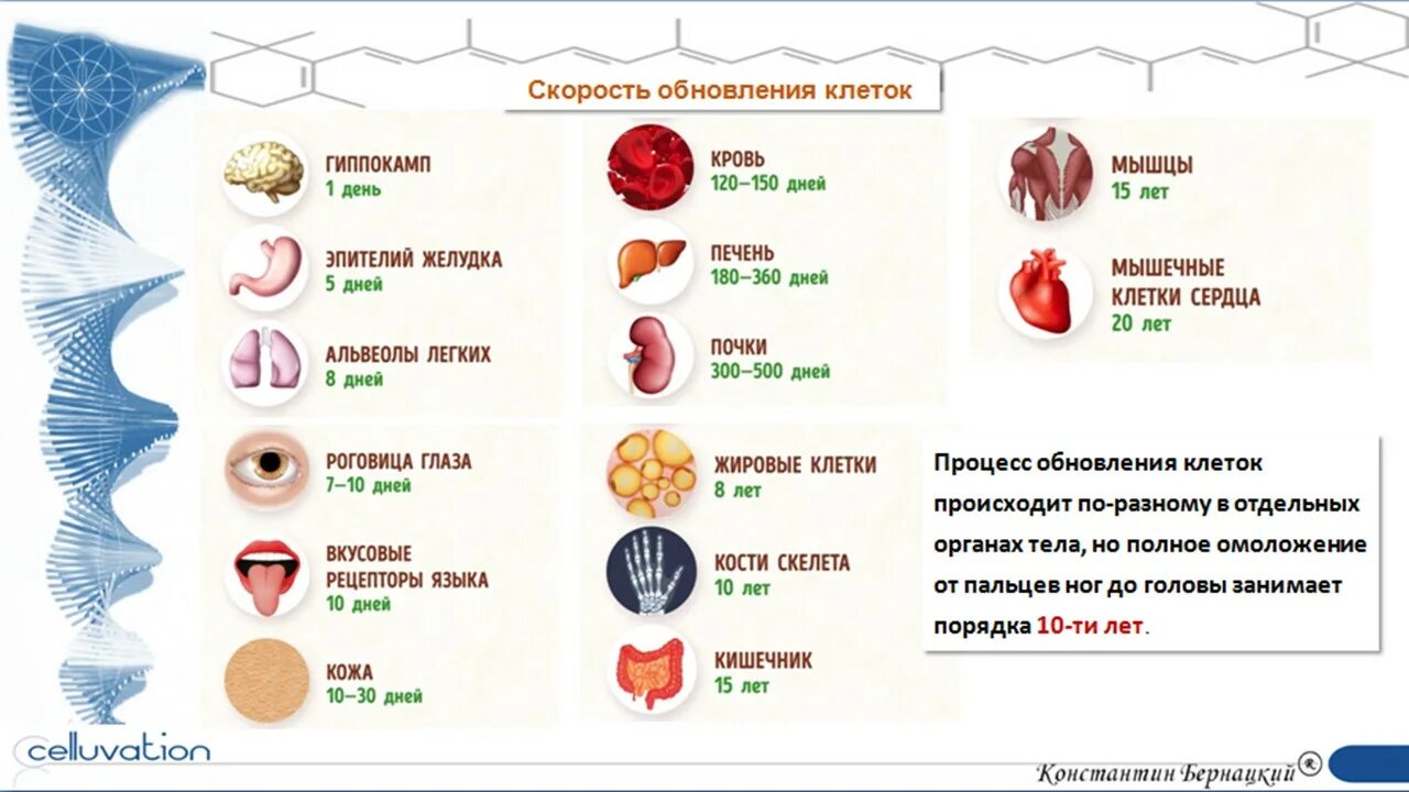 Через сколько обновляются клетки