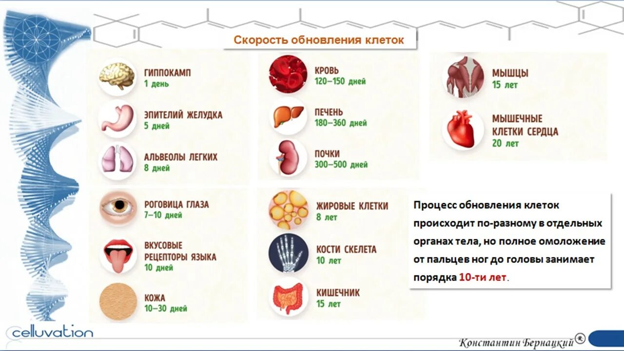 Обновление клеток в организме. Скорость обновления клеток организма. Сроки обновления клеток организма. Сроки обновления клеток организма таблица. С какой частотой обновляются кости