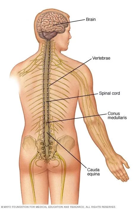 Боль в спинном мозге. Спинной мозг и Позвоночный канал. Нервная система человека спинной мозг. Нервная система головной и спинной мозг. Центральная нервная система спинной мозг.
