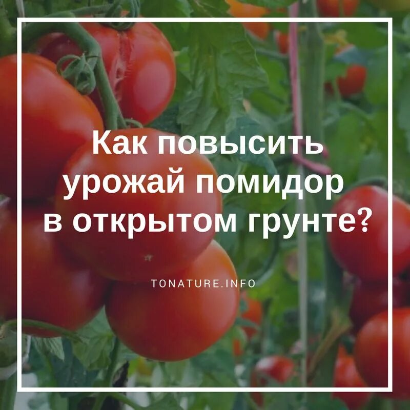 Через сколько всходят помидоры после посадки. Через сколько дней всходят помидоры. Сколько дней всходят помидоры. Через сколько дней всходят помидоры после посева. Сколько дней всходят томаты.