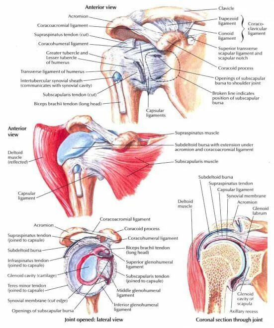 Let's Talk Shoulders Shoulder anatomy, Anatomy, Medical anatomy