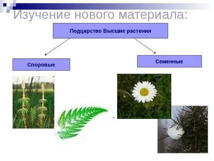 Высшие семенные растения особенности