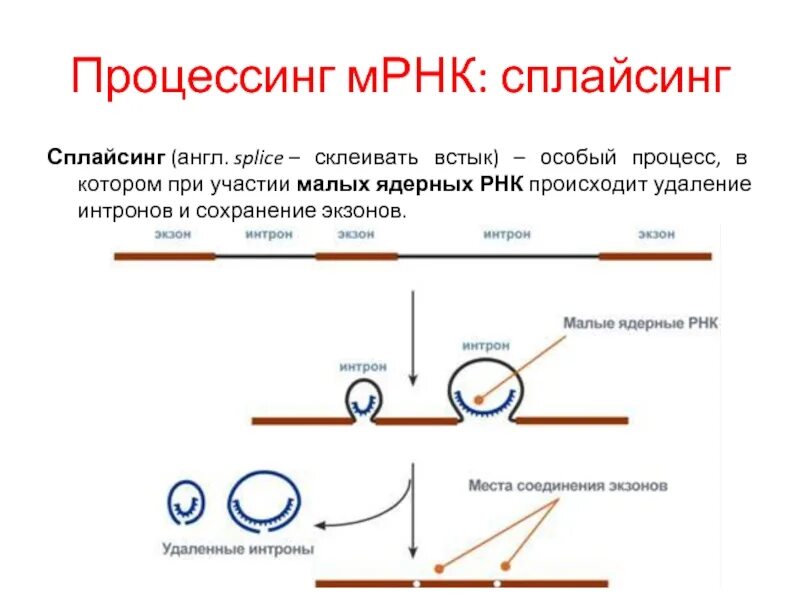 Процессинг МРНК. Сплайсинг матричной РНК. Процессинг и сплайсинг. Сплайсинг это процесс.