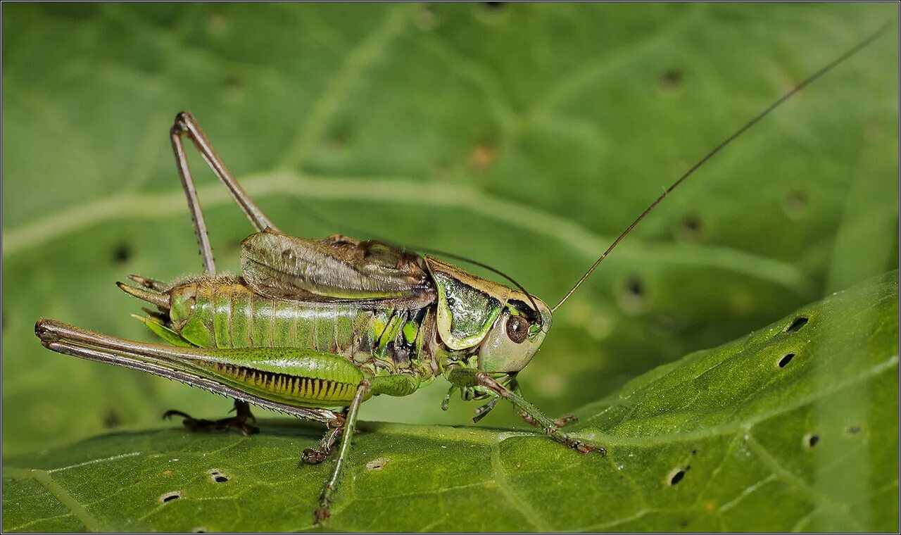 Сверчок и кузнечик. Кобылка египетская. Гигантский длинноногий малазийский кузнечик. Можно кузнечик. Цвиркун жук.