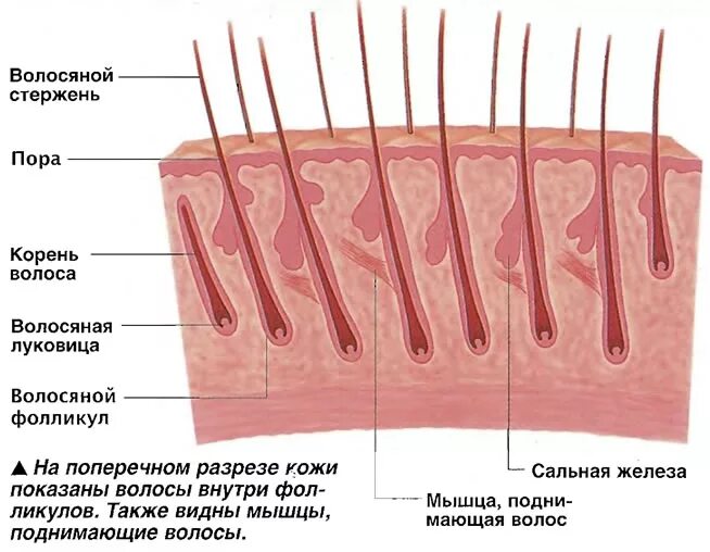 волосяная луковица гистология. закупорка сальной фолликулы. строение кожи. фолликулы в яичниках анатомия. схема развития фолликулов яичника.