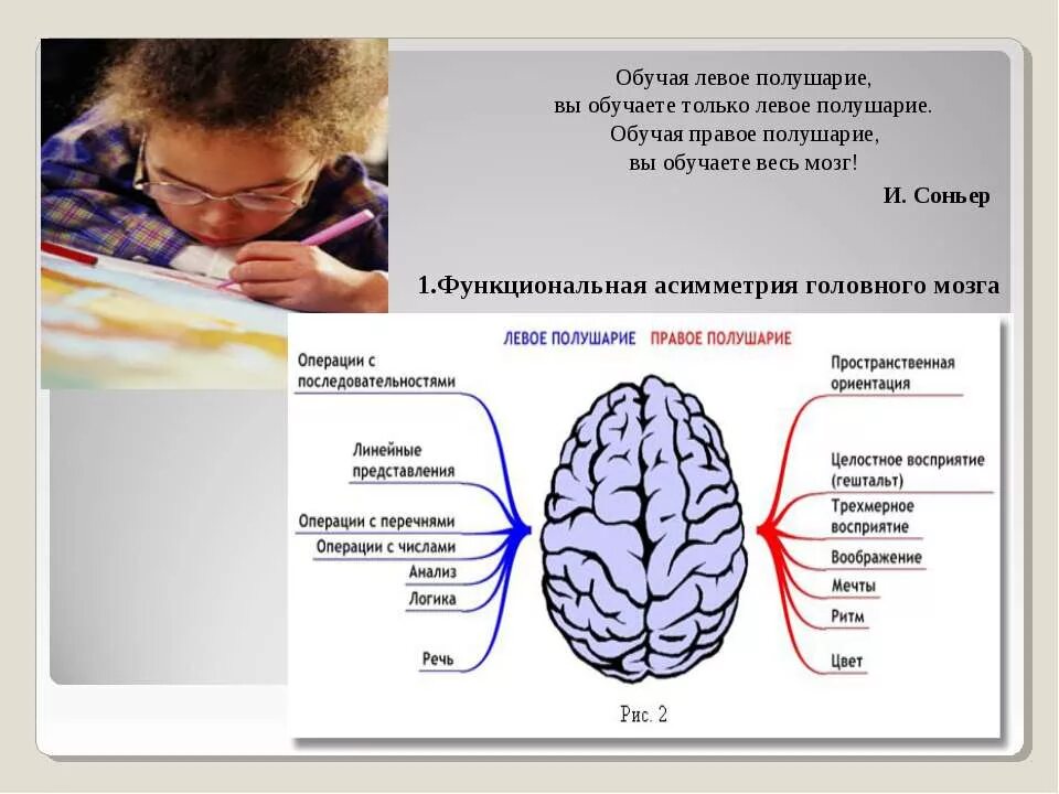 Функциональная асимметрия головного мозга человека. Функциональная межполушарная асимметрия головного мозга это. Функциональная асимметрия полушарий головного мозга. Асимметрия левого и правого полушария. Правое полушарие больше левого