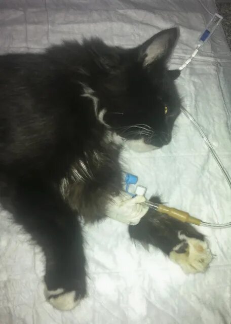 Кот сломал лапу. Кот сломал лапу. Черный кот с забинтованной лапой. Кот с перевязанной задней лапой. Коты с гипсом.