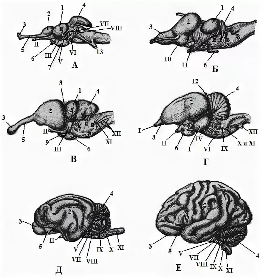 Мозг амфибий и рептилий. Строение головного мозга млекопитающих. Строени егловного мозга хордовых. Строение головного мозга вид сбоку. Строение головного мозга кролика.