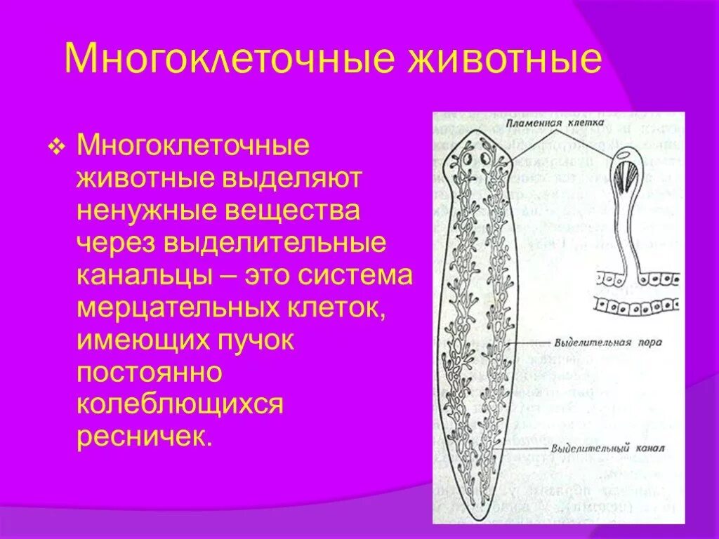 Многоклеточные животные. Выделительная система многоклеточных. Многоклеточные животные выделительная система. Выделение у многоклеточных.