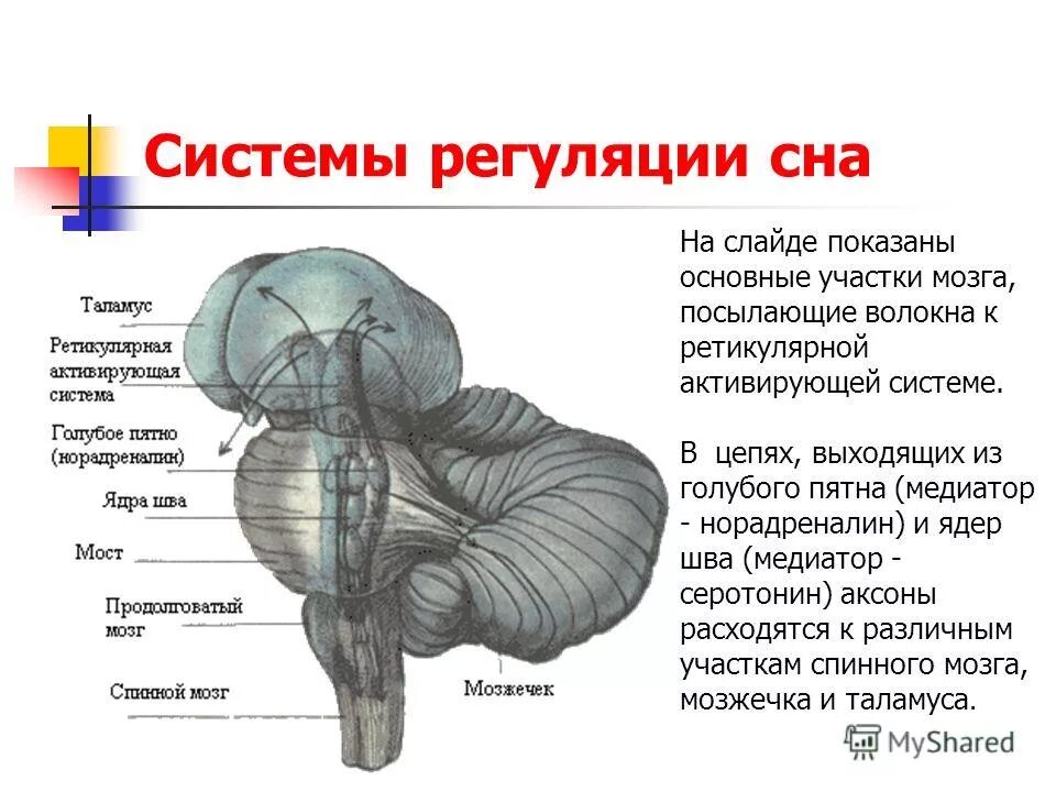 Гребень оберег. Голубое пятно моста. Скайрим драконьи крики местоположение карта. Гребешок для волос сказочный. Гребешок для волос сказочный.
