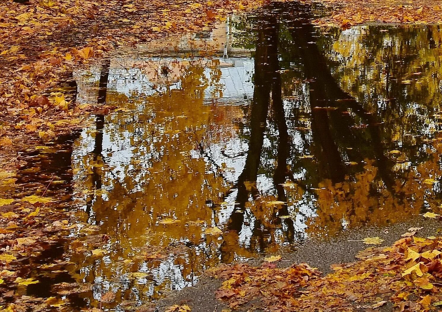 Осень листья давно облетели. Осенние лужи. Дождливая осень. Осень дождь. Осень лужи.