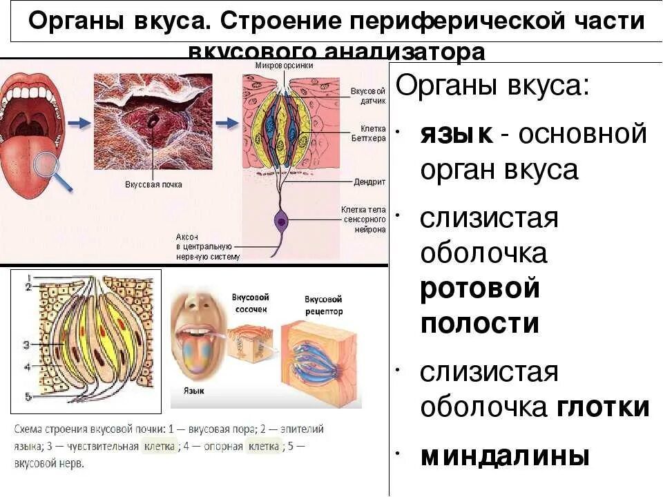 Назовите органы чувств почему павлов рецепторы органов. Орган вкуса строение и функции. Вкусовой анализатор человека биология 8 класс. Вкусовой анализатор строение и функции. Строение органа вкуса человека.