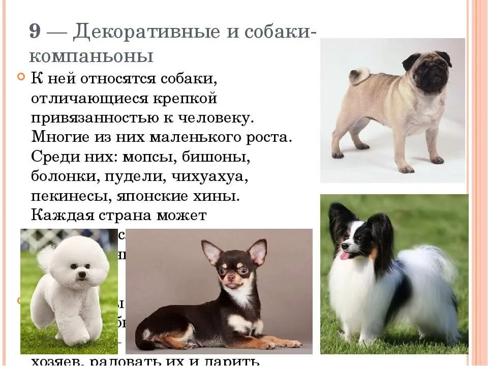 Породы собак компаньонов с фотографиями и названиями Породы собак Котики и Собачки
