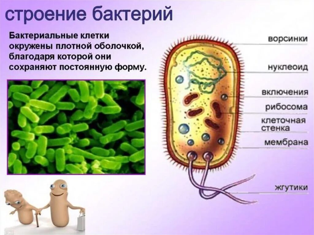 Клеточное строение царства бактерии. 6 Класс биология бактерии бактерии. Строение бактерии биология 5. Строение и жизнедеятельность бактерий 6 класс. Презентация бактерии 7 класс пасечник