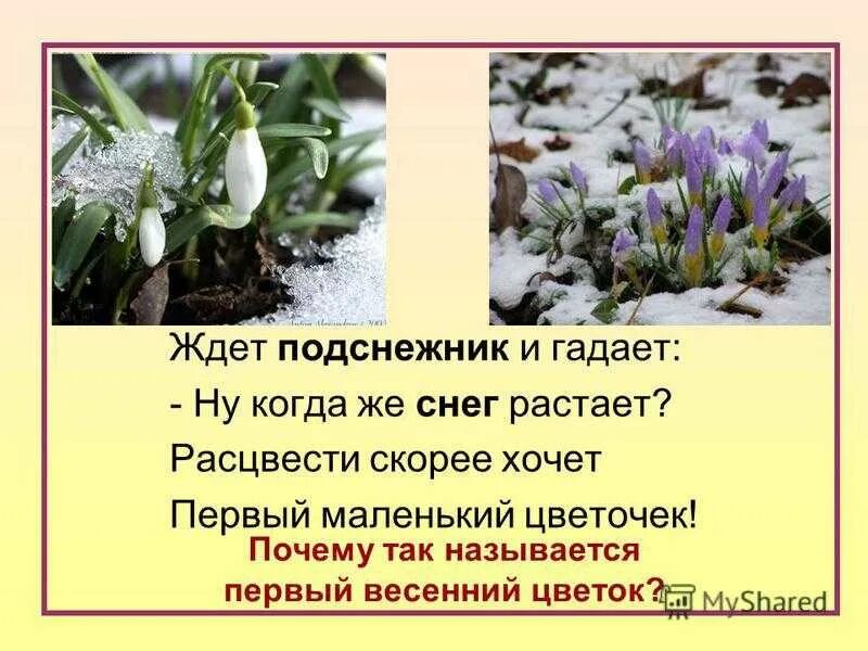 Снег растает снег сойдет. Стих про Подснежник. Подснежник презентация. Подснежник для детей. Что рассказать детям о подснежниках.