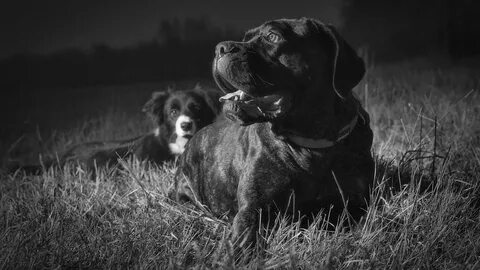 Night in dog