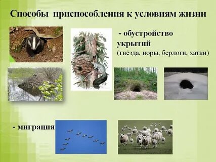Условия жизни животных 2 класс
