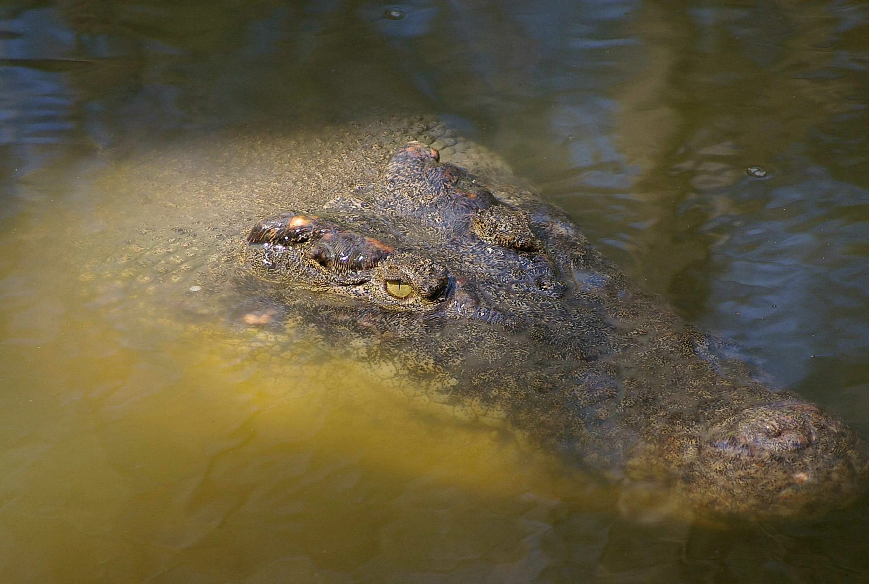 Приснился крокодил в воде. Крокодил в воде. аллигатор в воде. крокодил плывет.