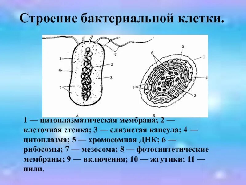 Мембрана клетки бактерии. Строение оболочки бактериальной клетки. Функции мембраны бактериальной клетки. Строение бактериальной клетки мембрана. Клетка бактерии клеточная мембрана