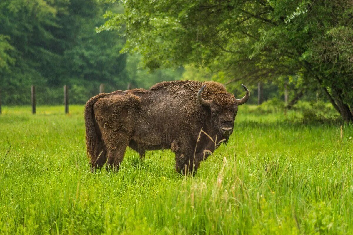 природа и животный мир беларуси 2023 мозырь