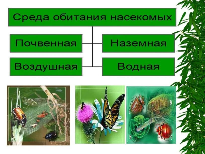 Среда обитания насекомых. Среда обитания насекомых таблица. Класс насекомые среда обитания. Сорина обитания насекомых. Класс насекомые презентация.