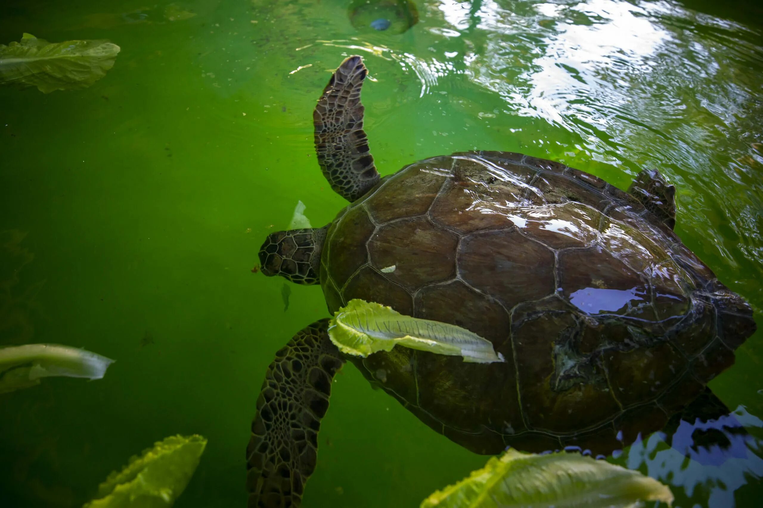 Место обитания большой черепахи. Морская черепаха. Среда обитания черепахи. Морская черепаха среда обитания.