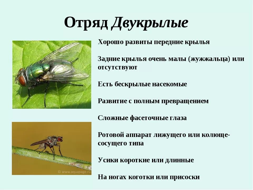 Место обитания насекомых таблица. Характерные признаки отряда двукрылые. двукрылые насекомые характеристика. отряд двукрылые строение крыльев. строение двукрылых насекомых кратко.