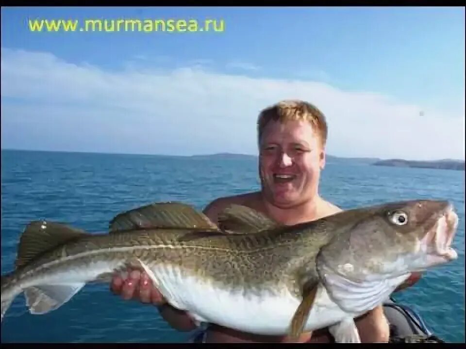 Рыбы баренцева моря фото и названия Pin on Kelptattoo