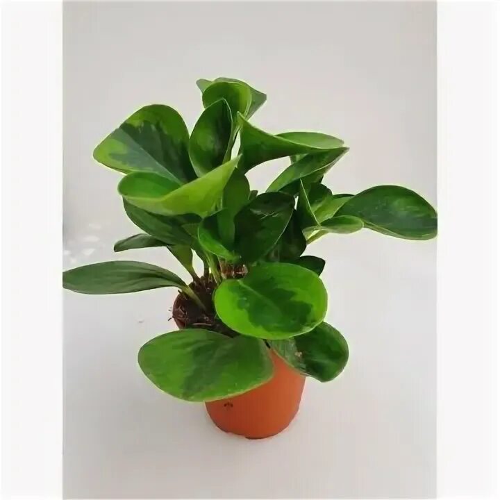 Пеперомия лайм. Пеперомия obtusifolia lime. пеперомия lemon lime. пеперомия туполистная лайм. пеперомия обтусифолия лайм.