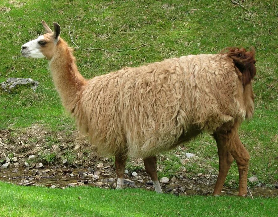 Какие звуки издает лама. Lama glama. американская лама. лама фото. лама животное.