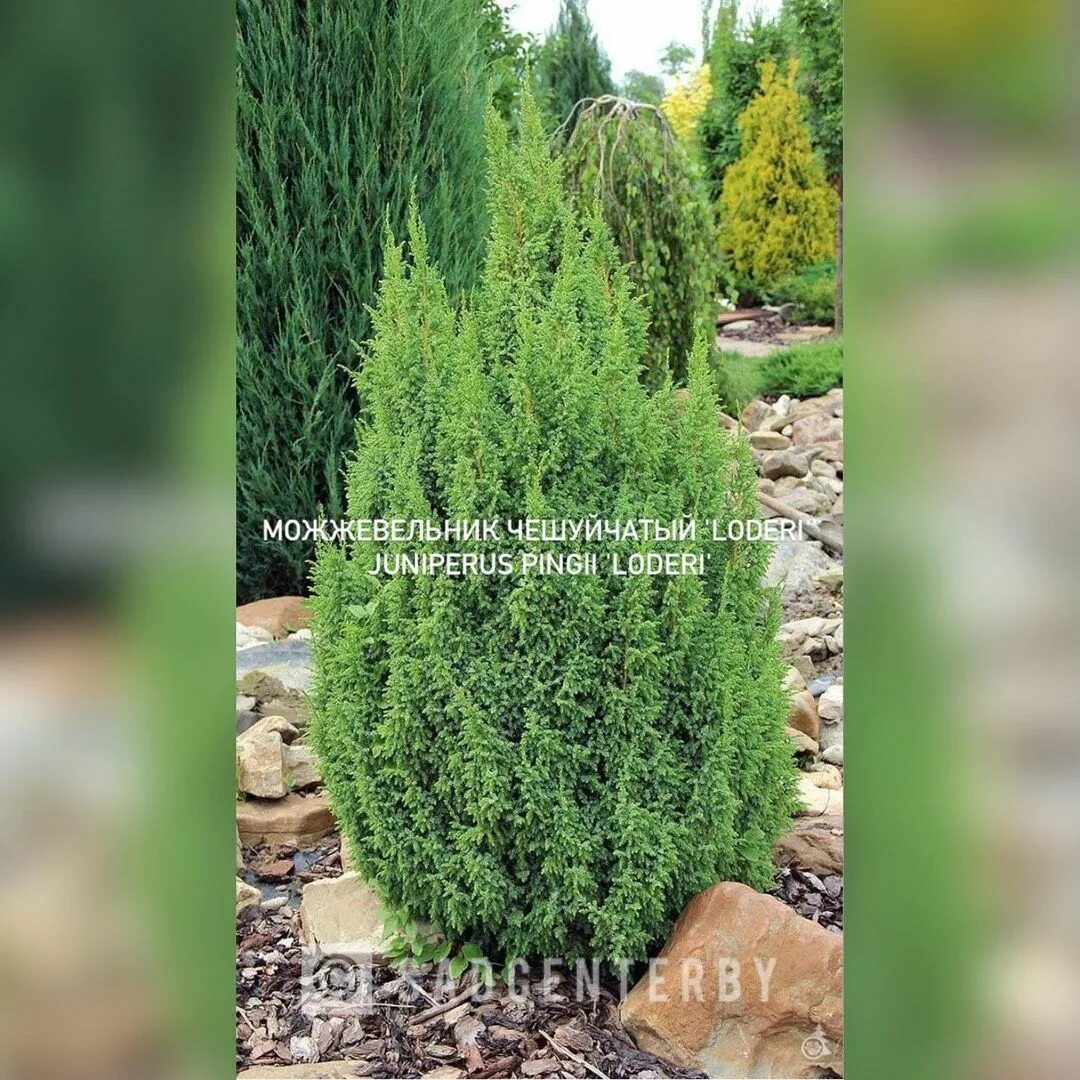 Хвойный микс э. Можжевельник лодери. Можжевельник лодери описание. Можжевельник лодери. Можжевельник лодери р9 210.
