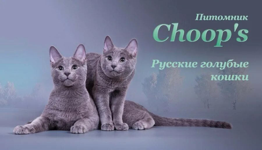 Русская голубая кошка питомник. Питомник русской в москве. Питомник русских голубых кошек rbcat*rus. Русская голубая питомник москва. Русские голубые кошки питомник rbcat rus, москва.