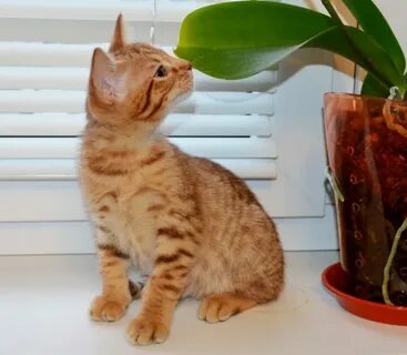 Фенотип кошки