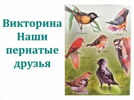 Пернатые друзья