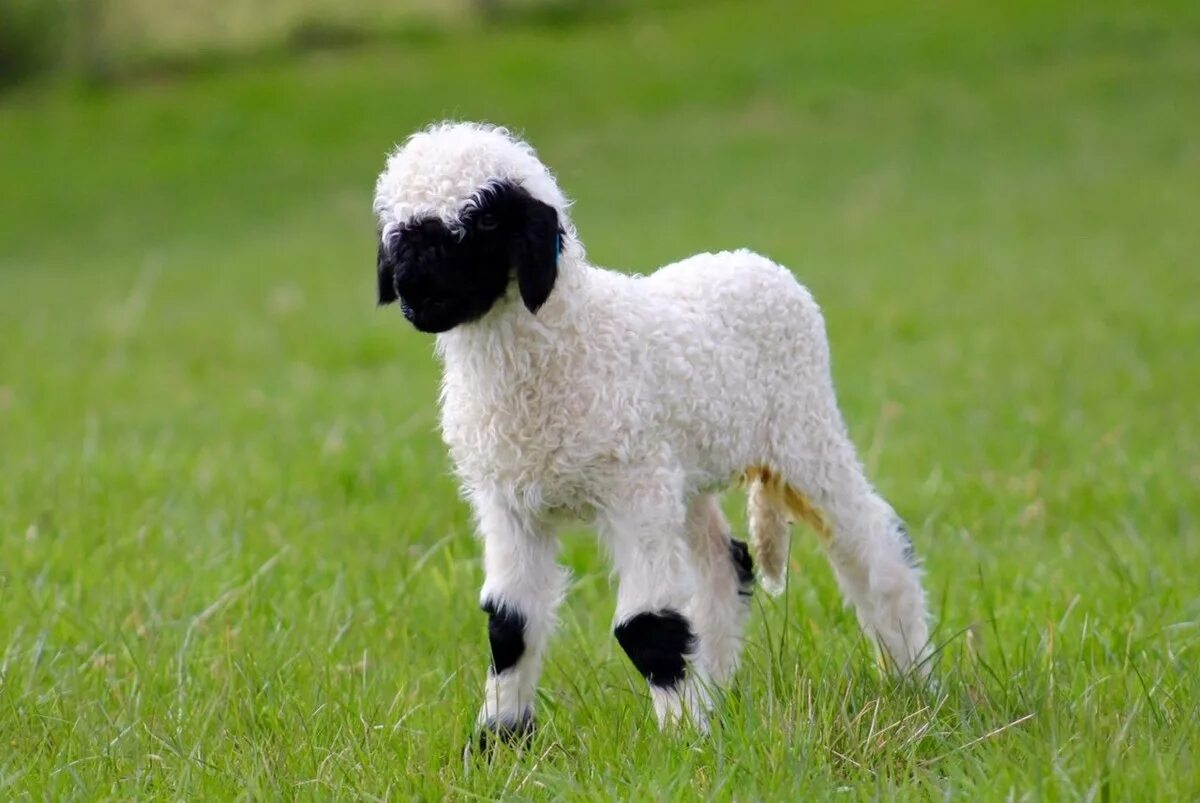 воздушный барашек. садовая фигурка овечка. барашек х. фигуры овечек из полистоуна. овечка.